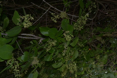 Celastrus paniculatus